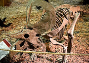 https://i.postimg.cc/CnKnRVX0/600px-Zuniceratops.jpg