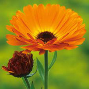 Calendula