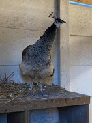 149492116_3640675382694443_8027883244137459766_n