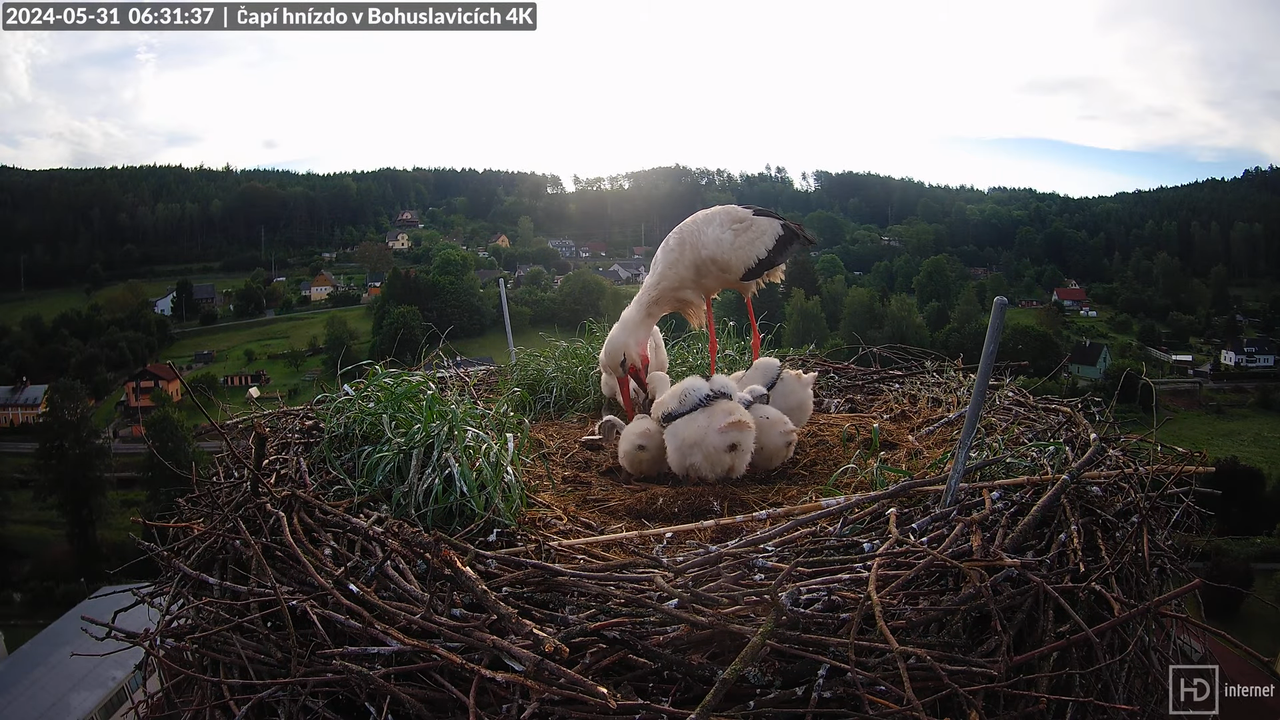 Živě z čapího komína firmy KARA v Bohuslavicích u Trutnova 7-48-42 screenshot