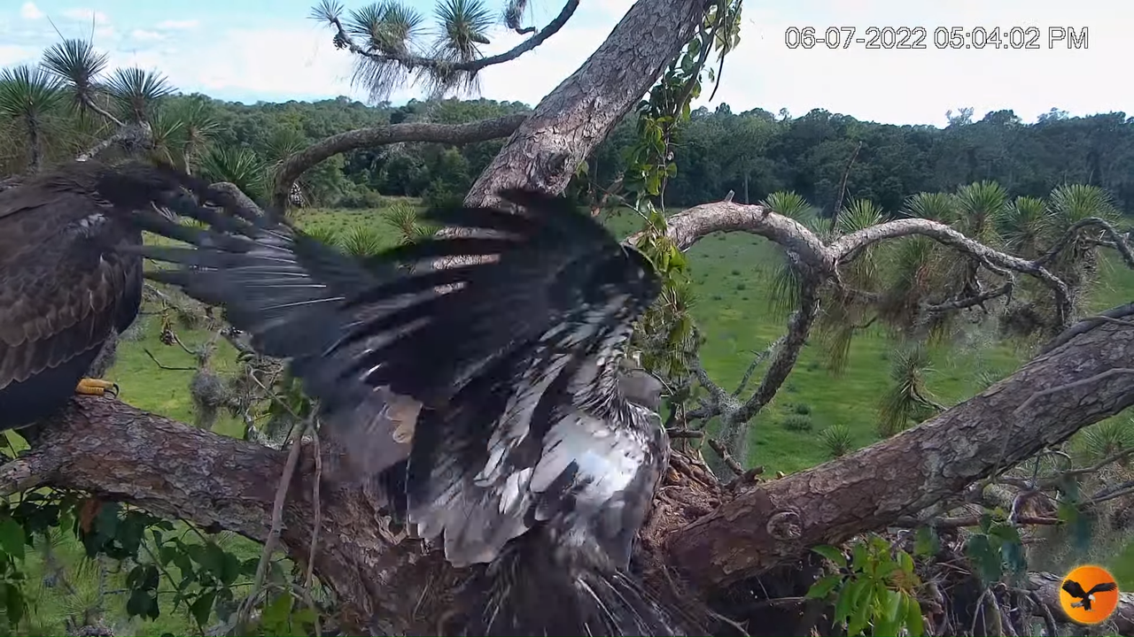 EC Nest Cam 2-25-57 screenshot (1)