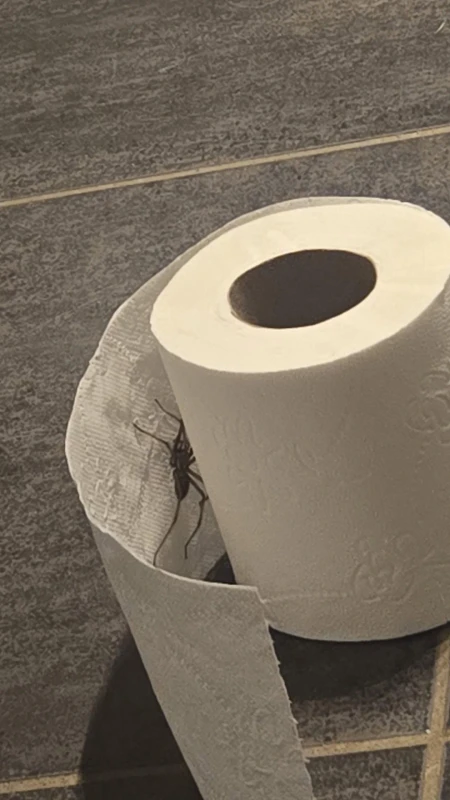 didnt feel like wiping my ass anyways v0 1righhbazltg1