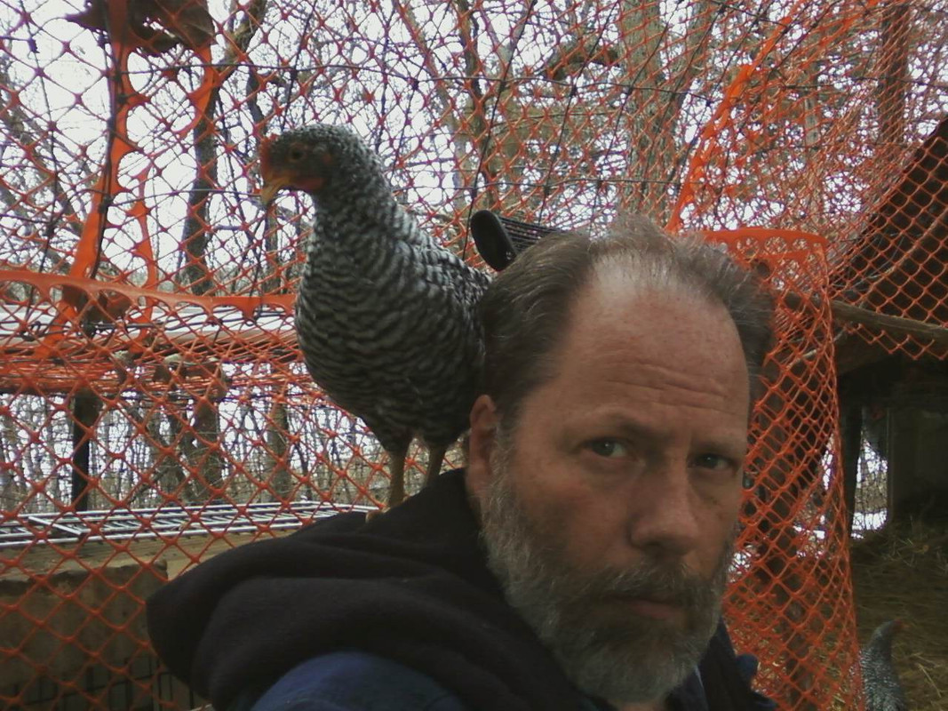 3-10-13 Barred Rock Cockerels (6)