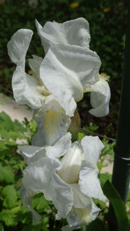 DSC01850