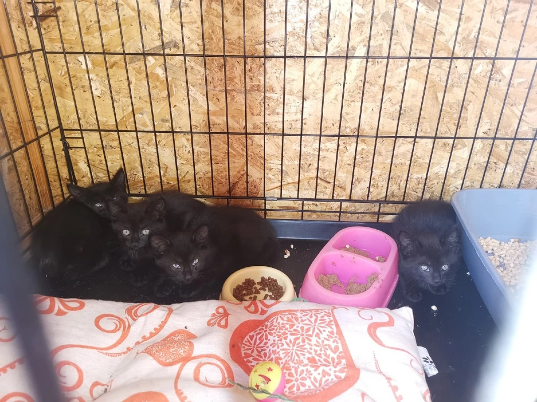 котята_черные