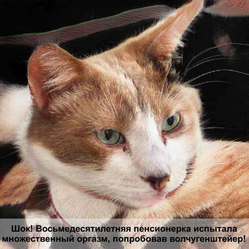 какая кошка самая хитрая