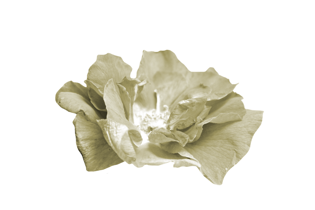 Maguette_NothingFades_el (21)