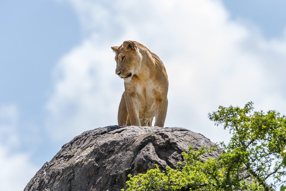 King of Pride Rock by Vawie-Art on DeviantArt