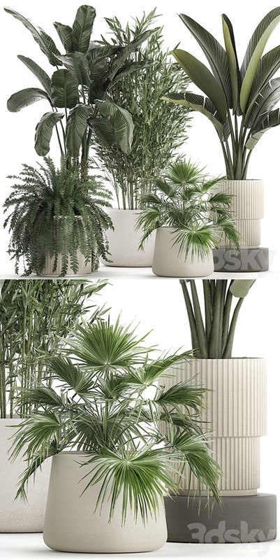 Collection of plants in white flower pots with Banana palm, ravenala, fern, bamboo. set 1352