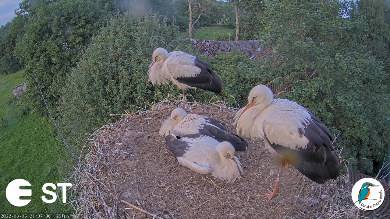 Baltie stārķi (Ciconia ciconia) Tukuma novadā - LDF tiešraide __ White storks in Tukums, Latvia 12-4