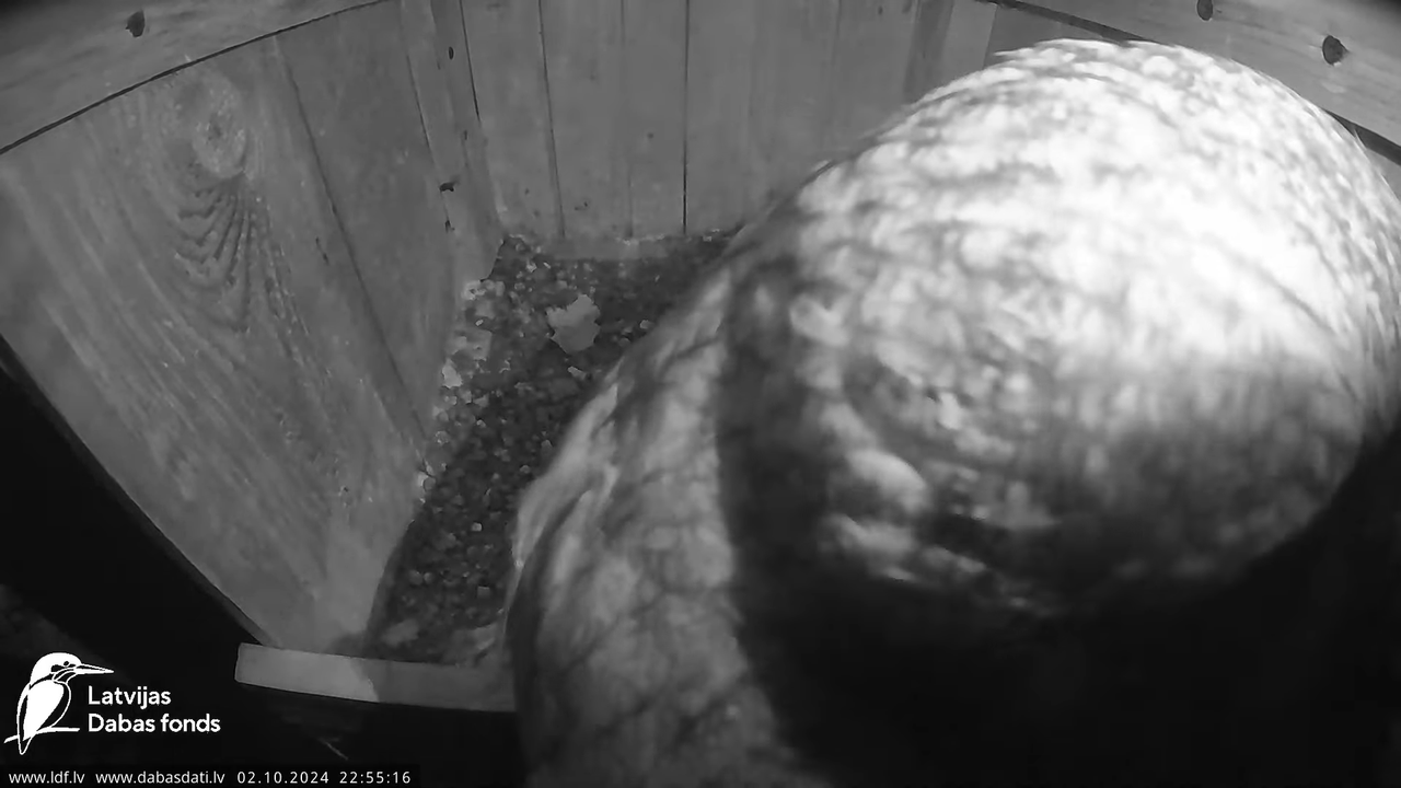 Lauku piekūns Skrīveru apkārtnē 6-51-14 screenshot