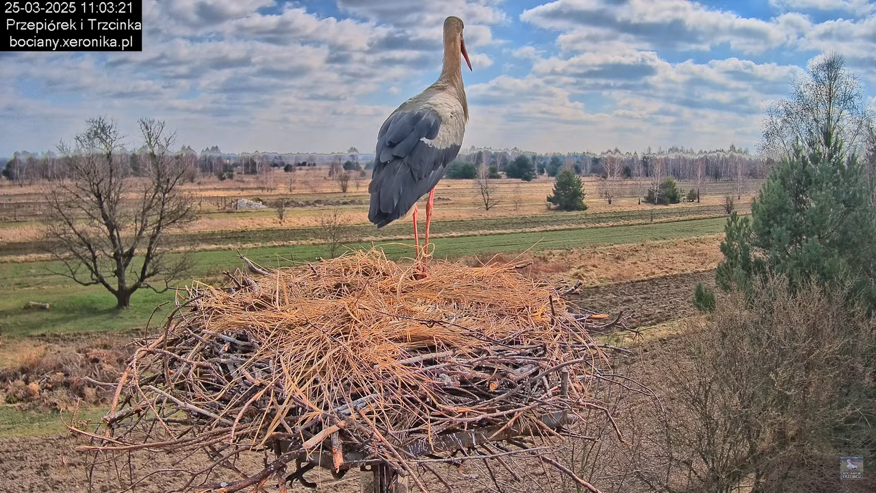 25032025bocian15