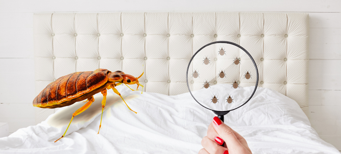 Orlando bed bug treatment