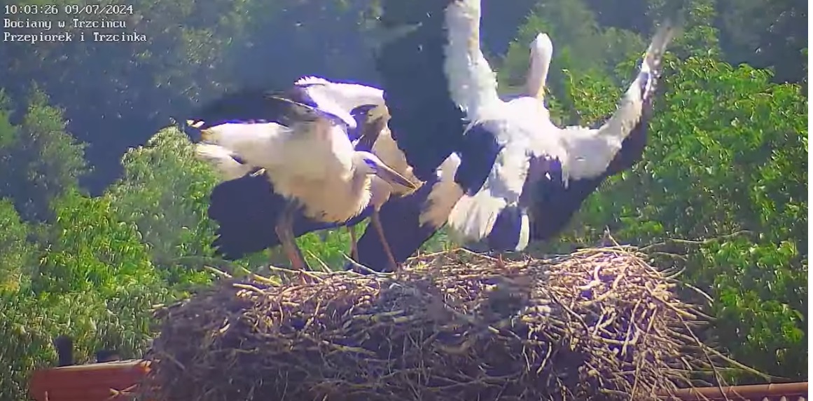 kochanyPrzepiorekbronigniazda