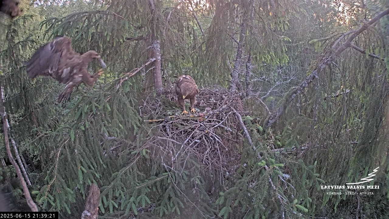 LVM mazais ērglis Lisiņa, egle2 – Lesser Spotted Eagle 14-37-46 screenshot