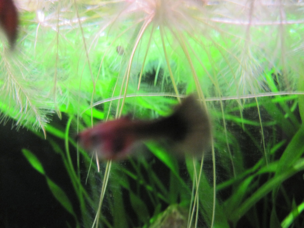 болна рибка 008