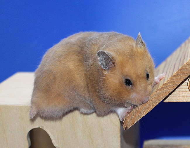 Ясень 21.04.22-05