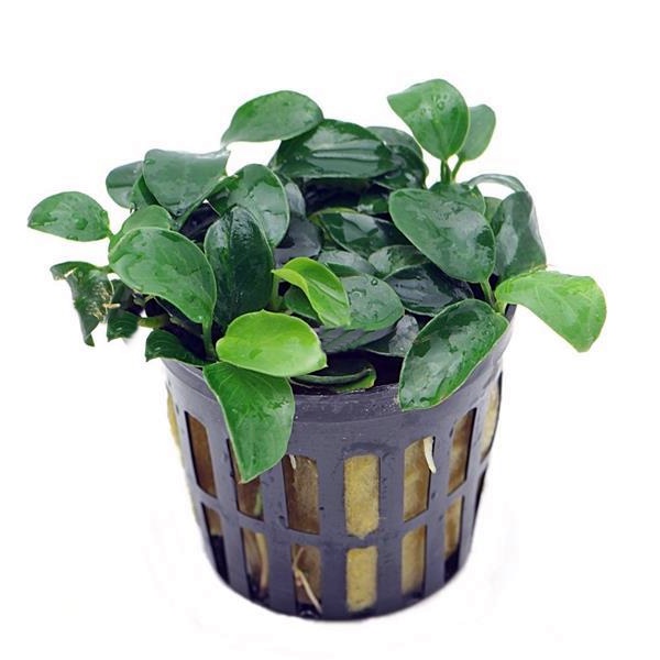 anubias_nana_bonsai