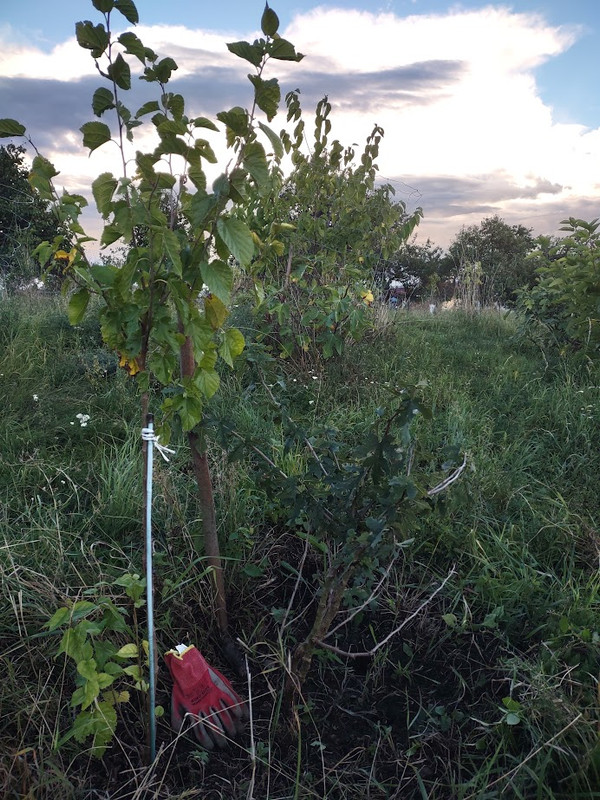 Nigra_IMG_20250914_183833932