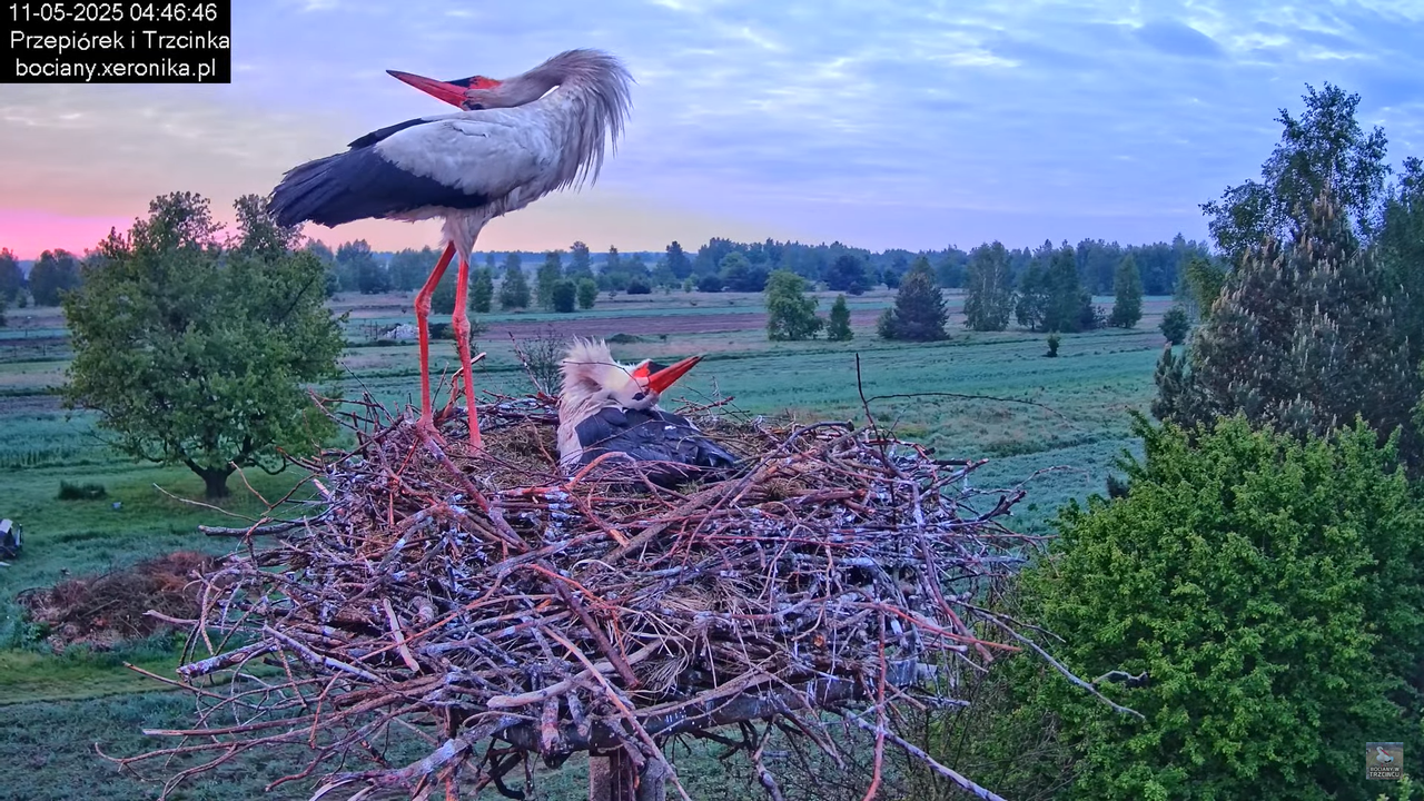 11052025bociany2