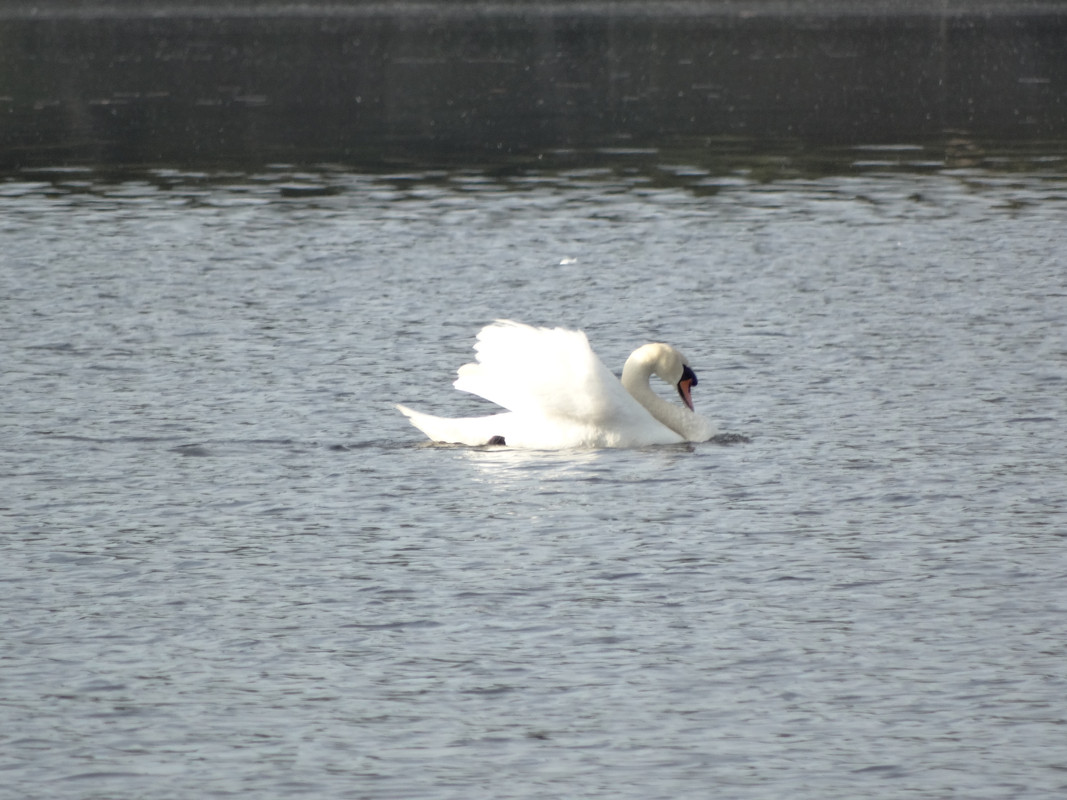 02.00c - DSC09226 (Czesio1)