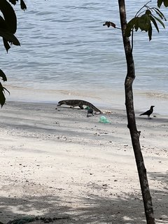 Indonesia, Singapur y Malasia 2022 - Blogs de Asia Sudeste - Día 15,16,17 y 18. Penang (7)