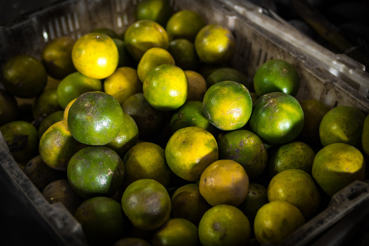 Green-Calamansifruit.jpg