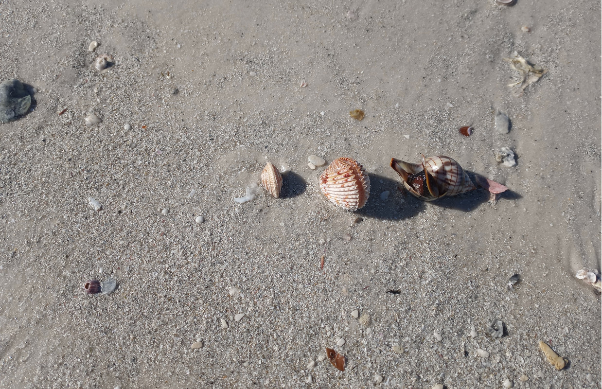 [Image: Florida11.jpg]