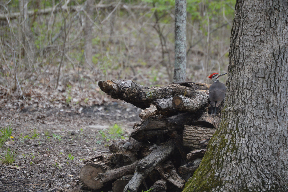 2021-4-23 Pileated Woodpecker (1)