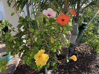 9869B2D0-DEAF-46C0-A091-6B2479ABE664