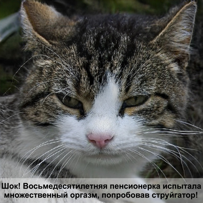 как делать укол кошке внутримышечно