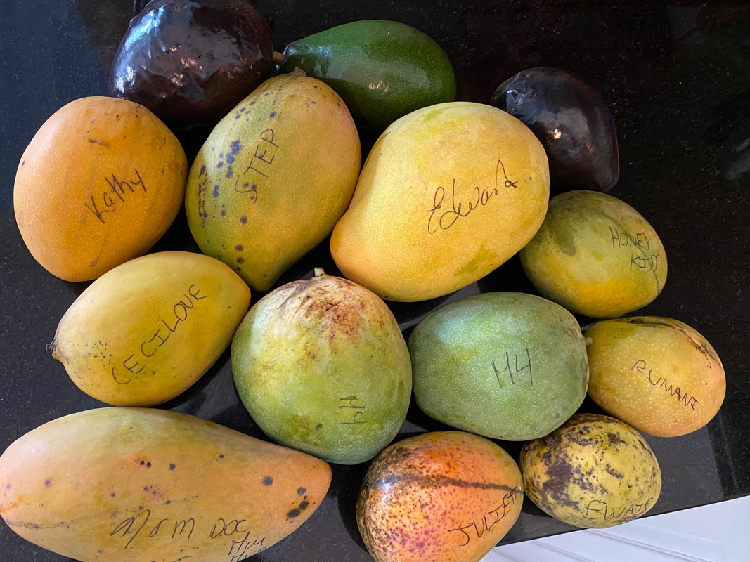TAFmangoes72020