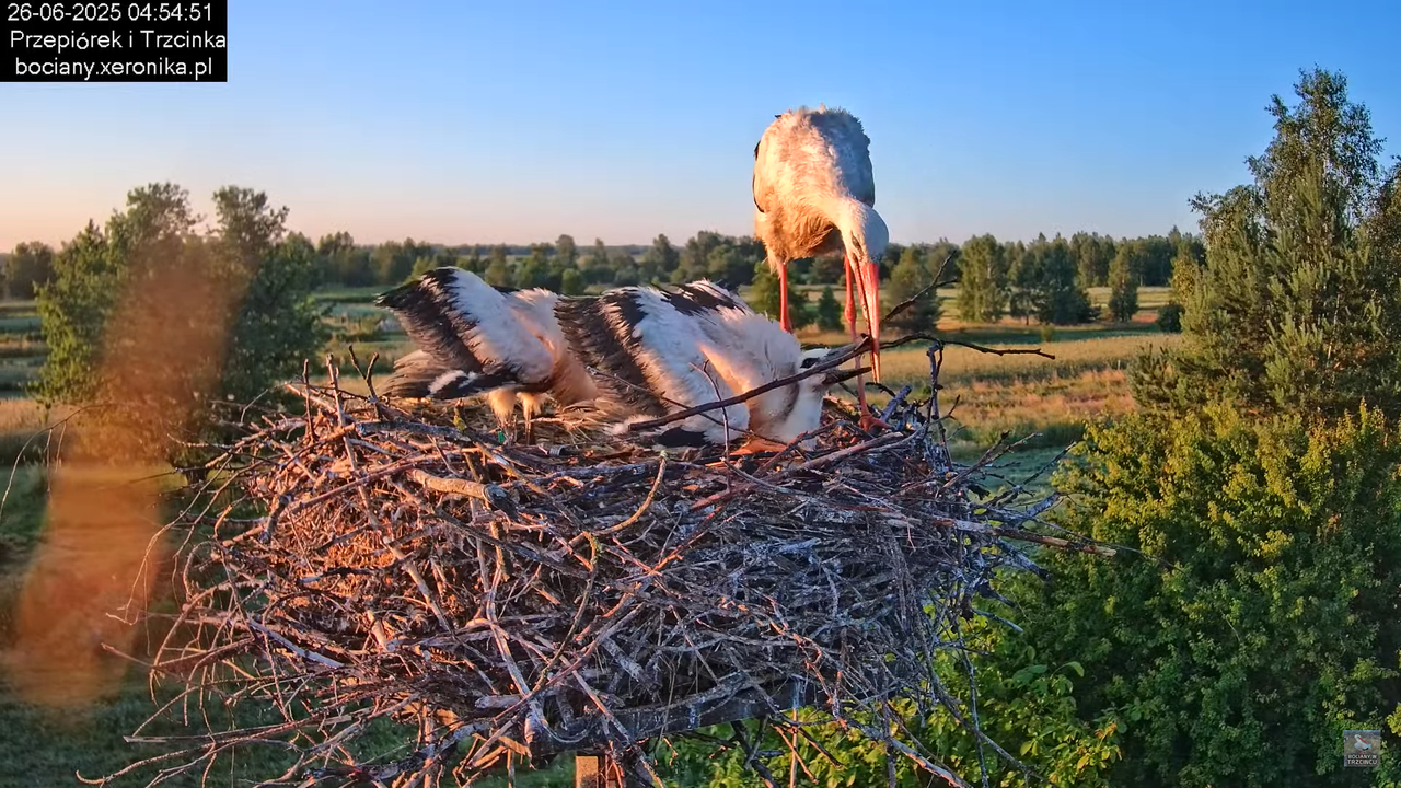 26062025bociany1