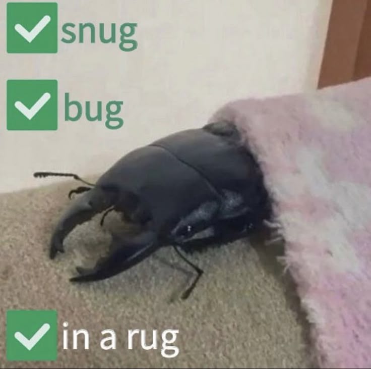 bug in rug