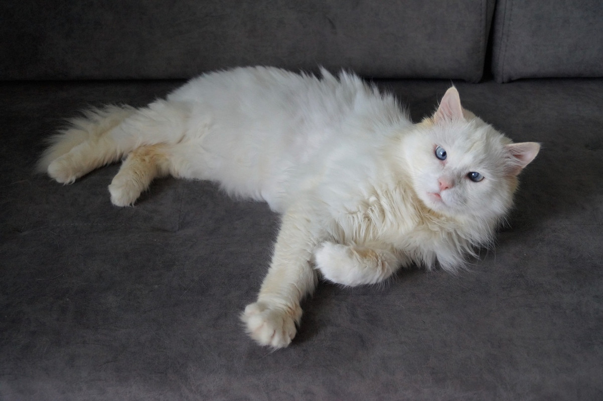 Альбус_19_11_3