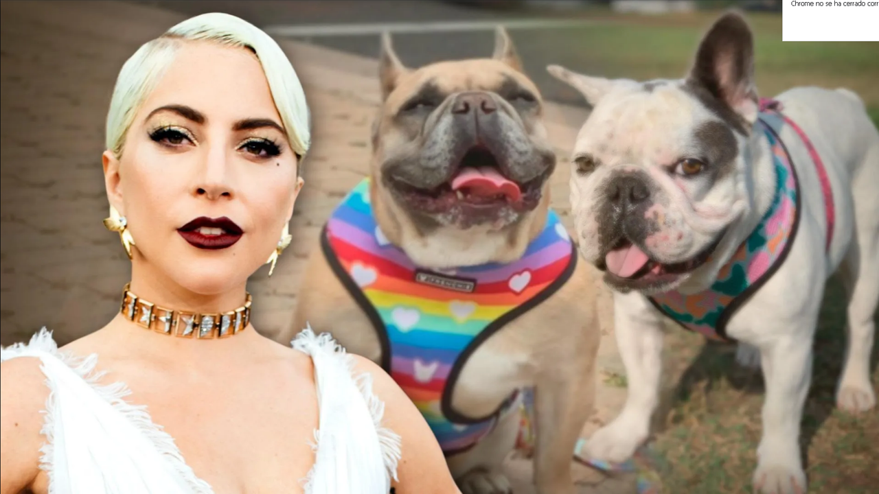 Lady Gaga es demandada por no pagar la recompensa por el rescate de sus perros