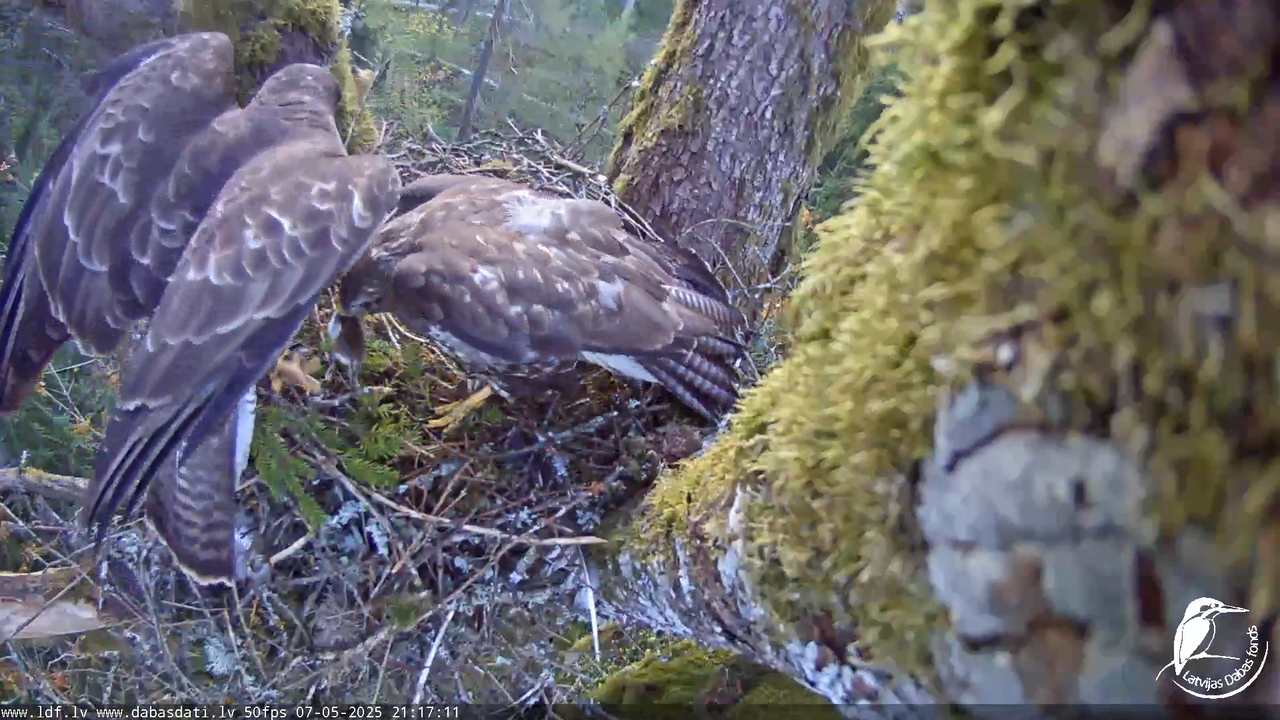Melnās klijas (Milvus migrans) Kurzemē_ peļu klijāni (Buteo buteo) 15-14-36 screenshot