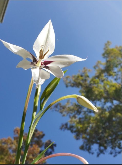 [Image: 20231105-Peacock-Orchid.jpg]