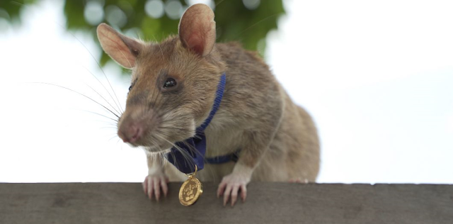 Un rat demineur héroïque reçoit une médaille d'or Zzzzzzzzzzzzzzzzzzzzzzzzzzzzzzzzzzzzzzzzzzzzzzzzzzzzz