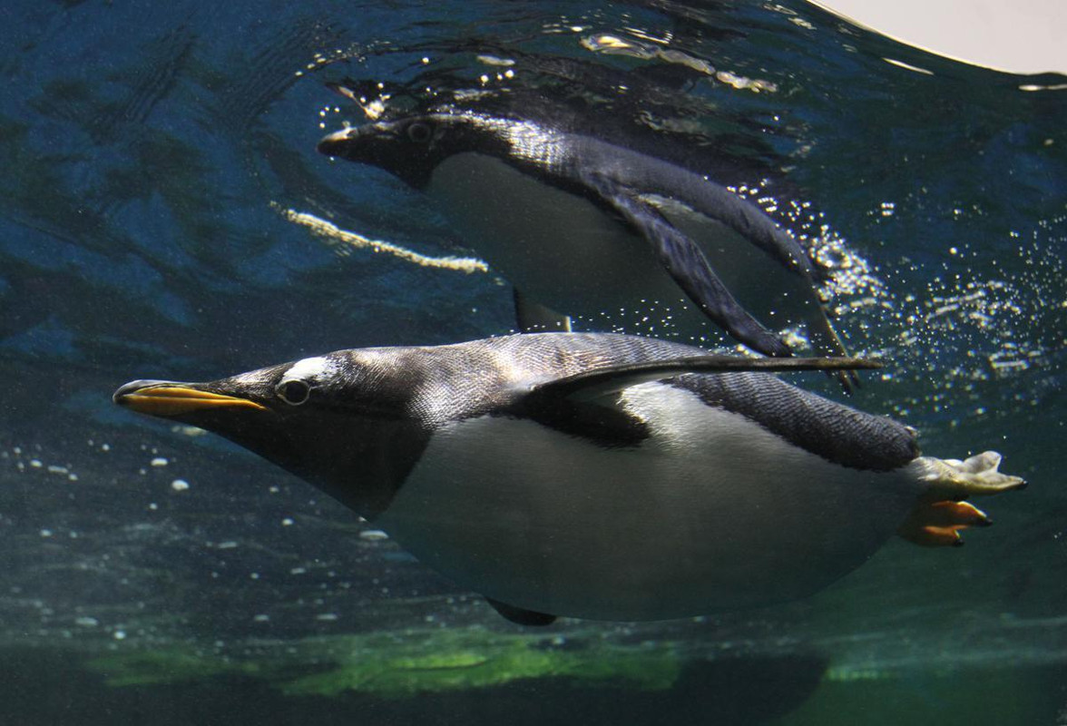 Rex_Guadalajara_Zoo_celebrates_the_a_9319572B