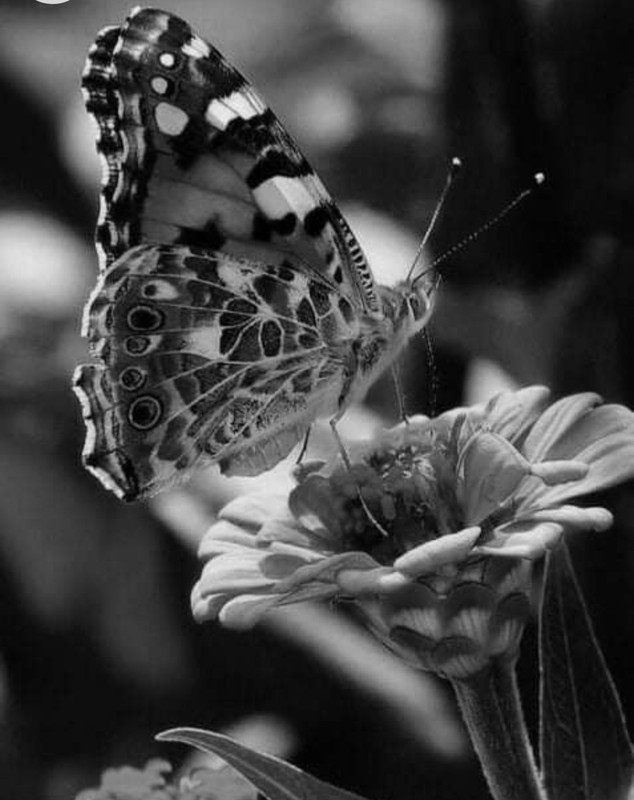 Screenshot_20230102_155316_Chrome