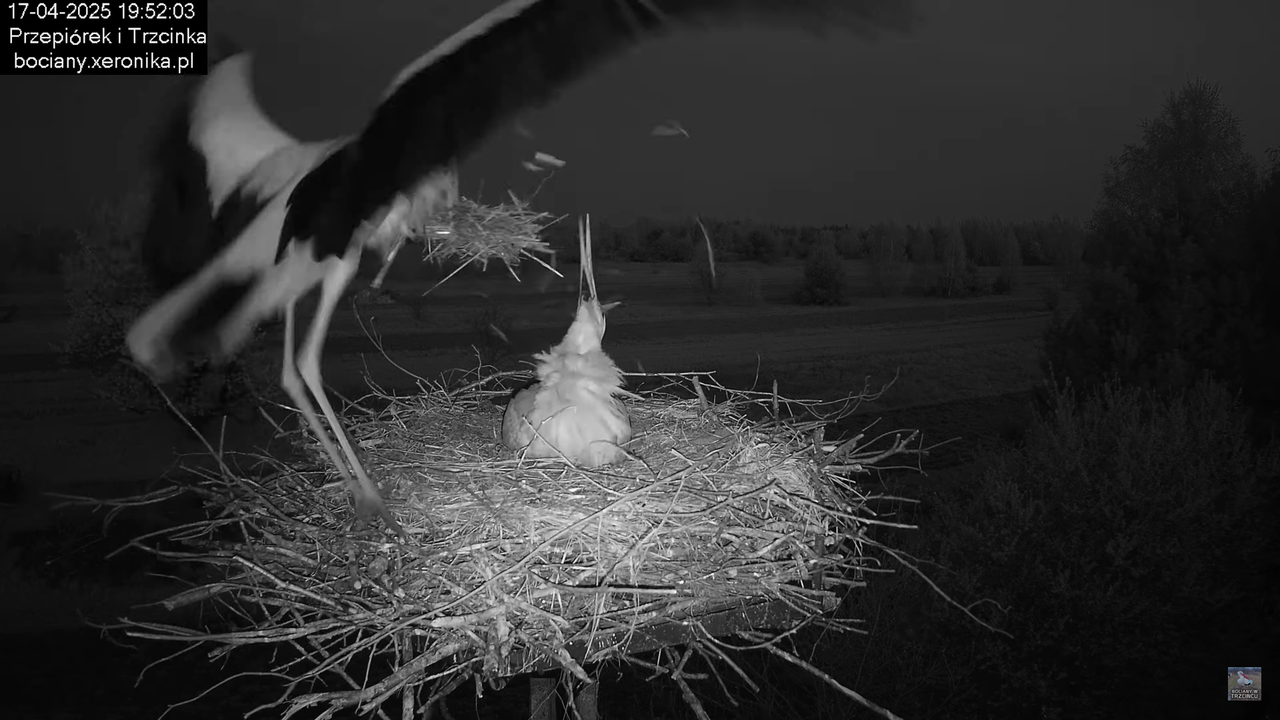 17042025bociany18