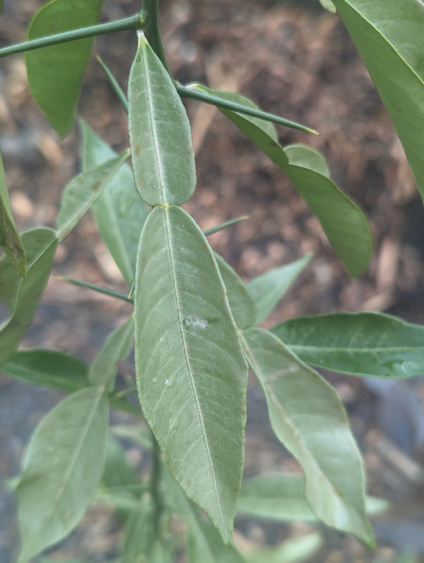 PXL_20240126_172227891