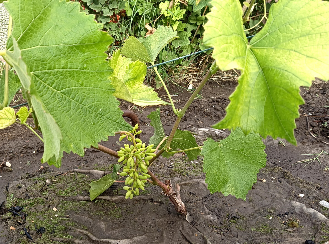 Джой_20240615_172943