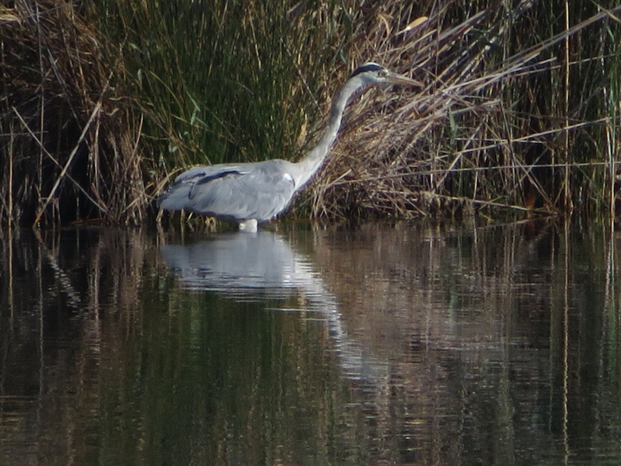 Grey heron