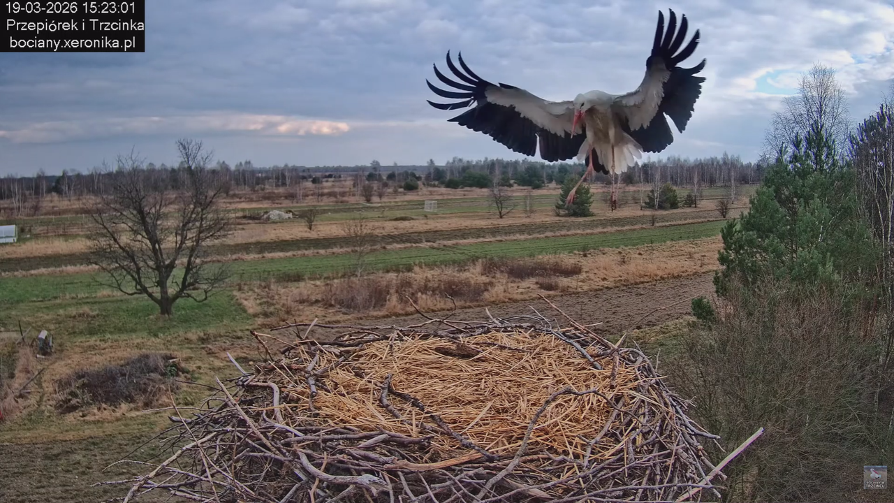 19032026 Powrót Przepiórka 1