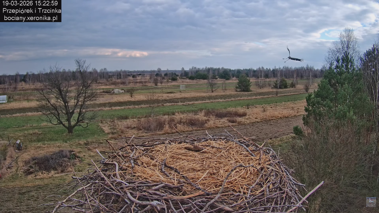 19032026 Powrót Przepiórka 0