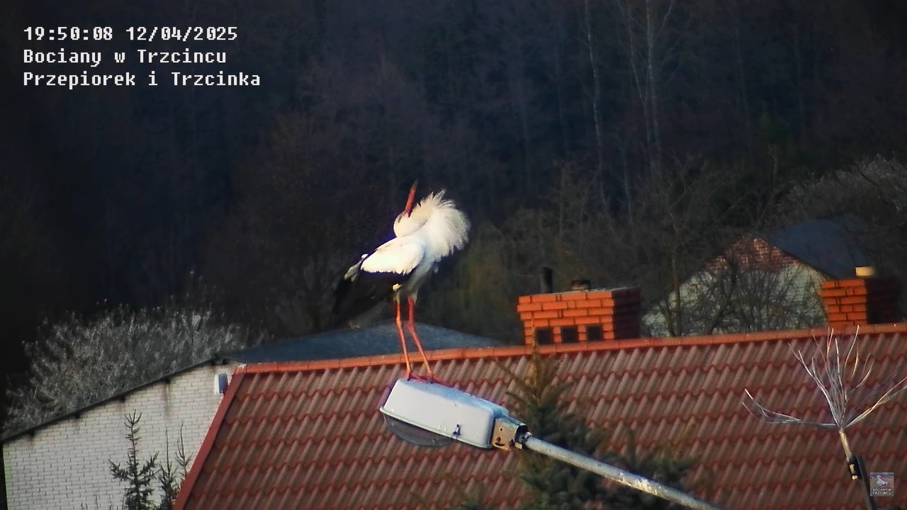 12042025bociany23