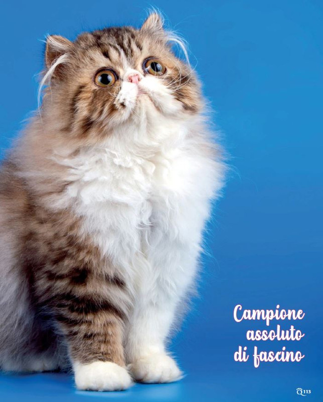 QuattroZampe Nov 2022 (12)