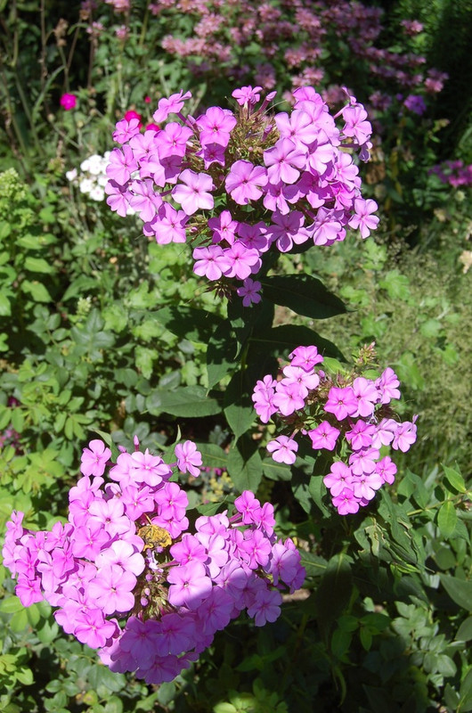 Unbekannt, event. Sämling?